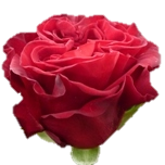 Hearts Roses Equateur Ethiflora